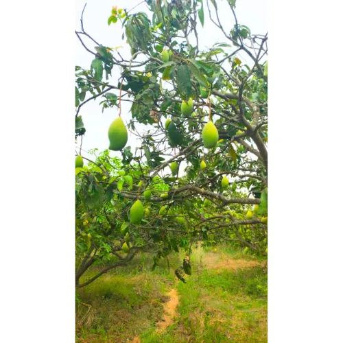 Untitled (500 x 500 px) (15).webp