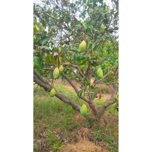Untitled (500 x 500 px) (16).webp