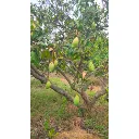 Untitled (500 x 500 px) (16).webp