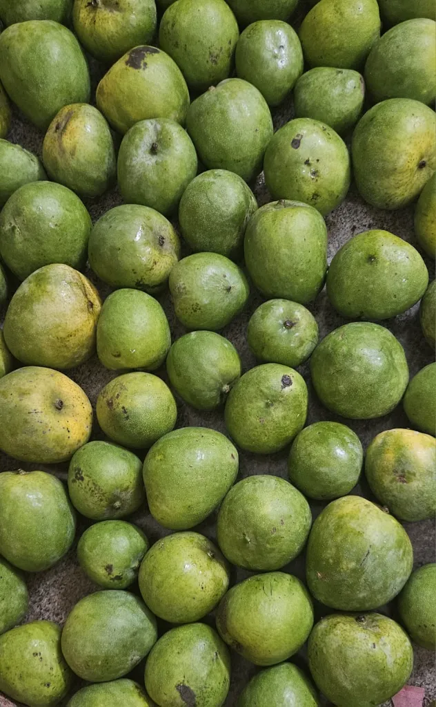 Malgova Mango Image-1.webp
