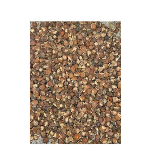 Untitled (500 x 500 px) (27).png