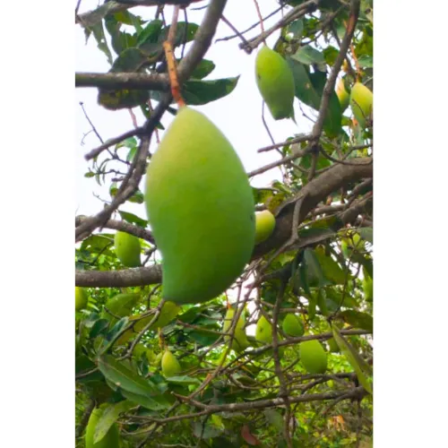 Totapuri Mango - Bulk (MOQ- 100kg )