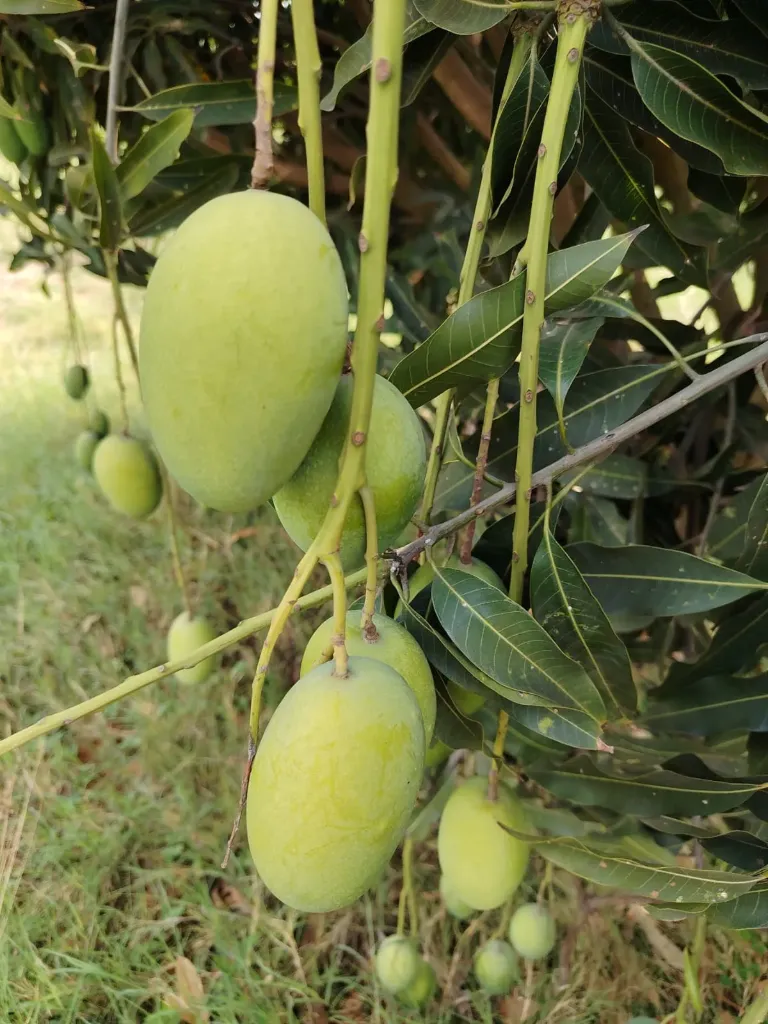 Dasheri Mango - 1 k.g